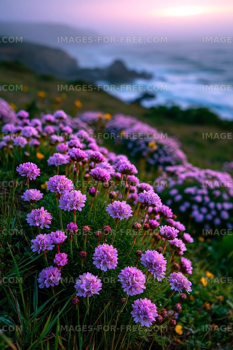Wildflowers bloom on a coastal hillside at sunset