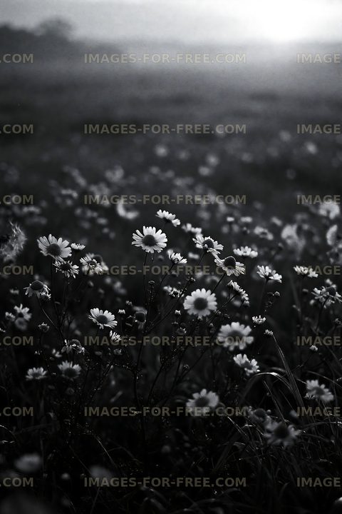 Wildflowers in a field during sunset in black and white