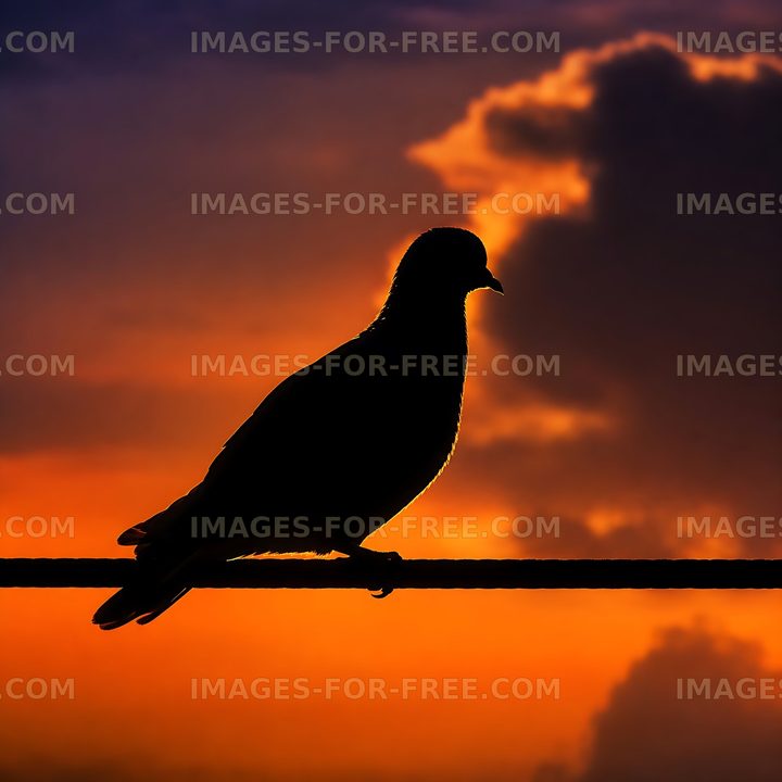 Bird silhouette on wire at sunset
