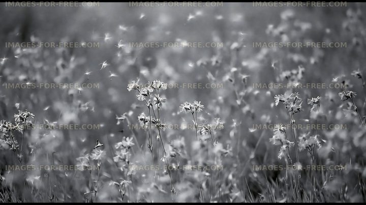 Black and white wildflowers in a field