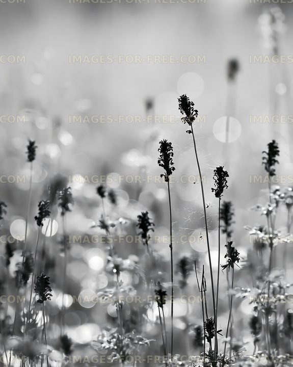 Black and white flowers with blurred background and sunlight