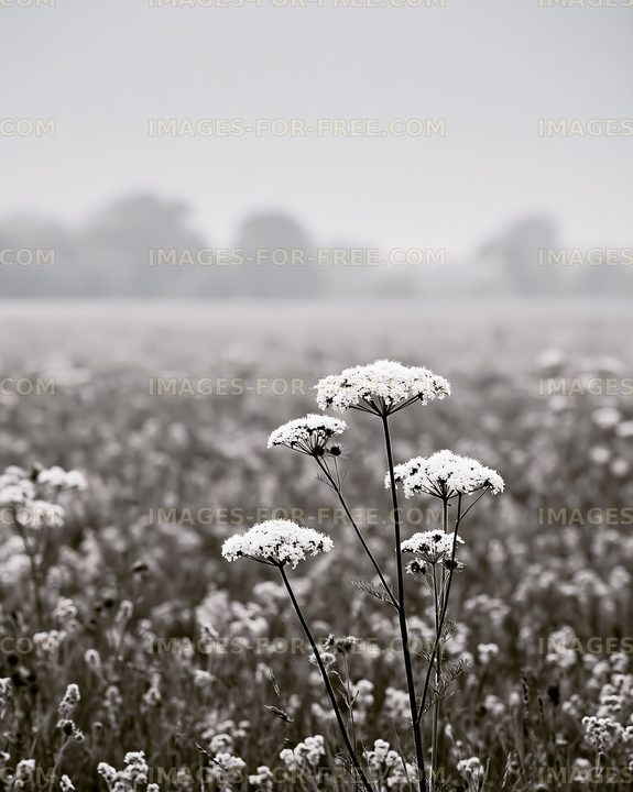 White flowers in a foggy field during the morning