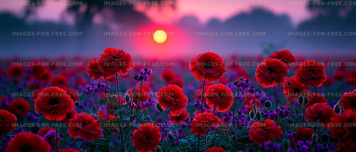 Vibrant red flowers blooming under sunset sky