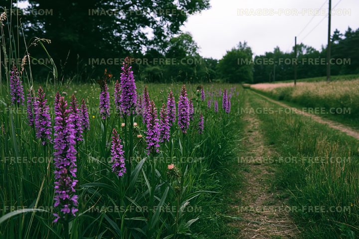 Purple flowers along a dirt path in a green field