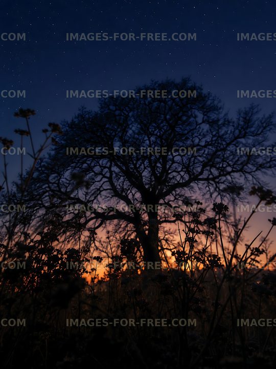 Night scene with silhouette of tree against starry sky