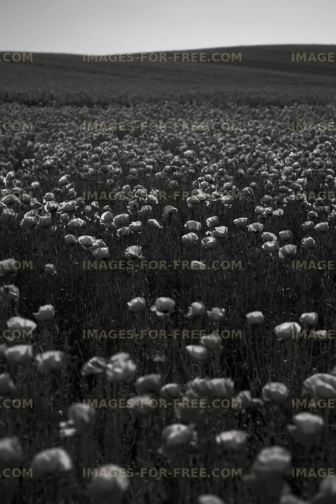 Field of poppies in black and white under a clear sky