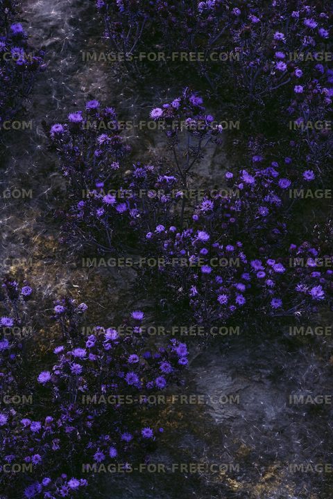 Purple flowers growing on a rocky ground in natural setting