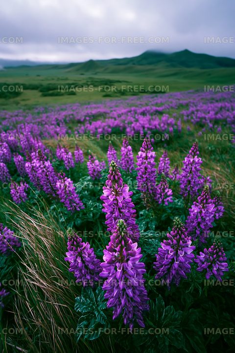 Lupine flowers bloom in a field under cloudy skies