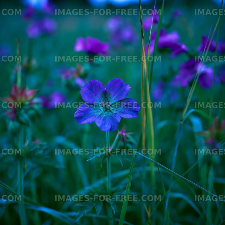Purple flower in a green field at dusk