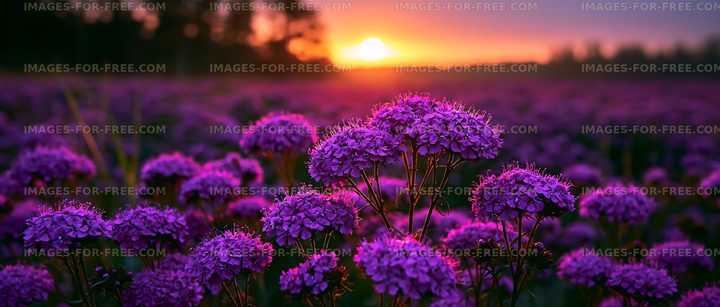 Sunset over a field of purple flowers