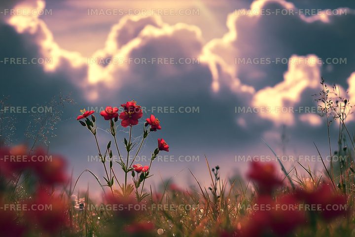 Poppies bloom in a field under a cloudy sky