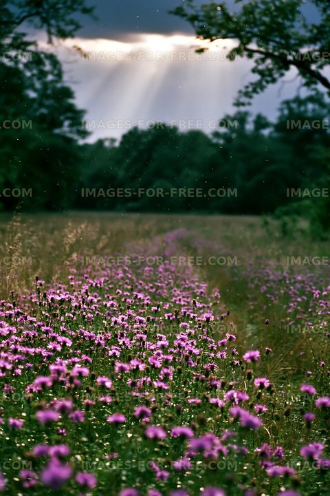 Field of wildflowers under cloudy sky