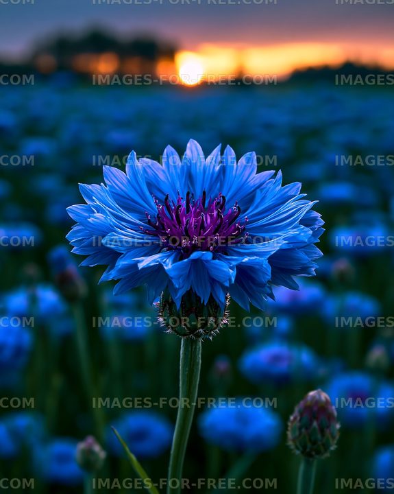 Blue flower with sunset in a field