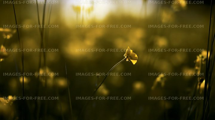 Yellow wildflower in a field during sunset