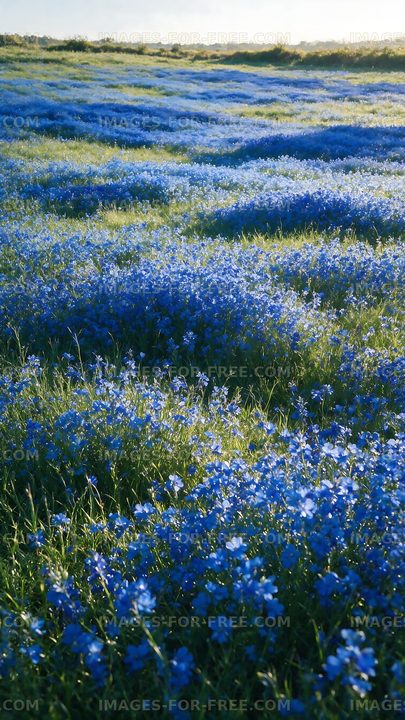 Blue flowers cover a green field under bright sunlight