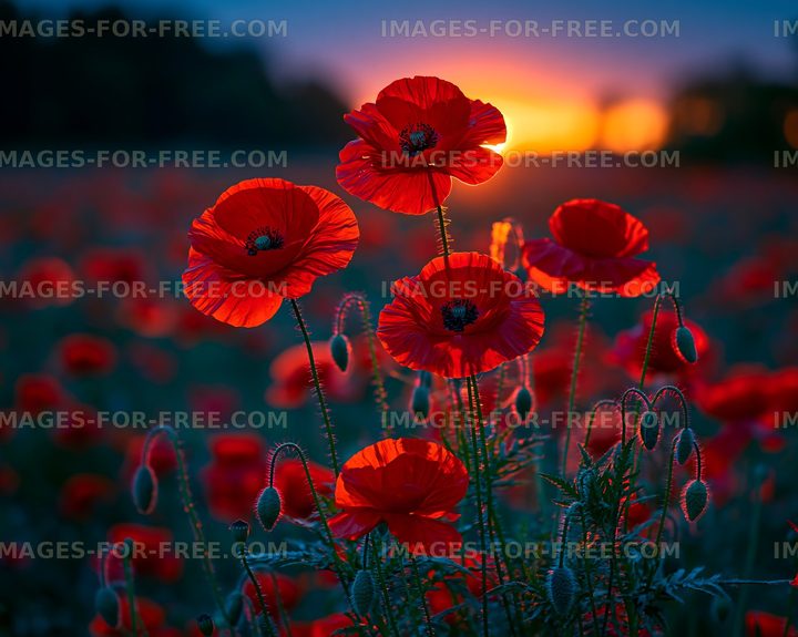 Poppies blooming in a field during sunset