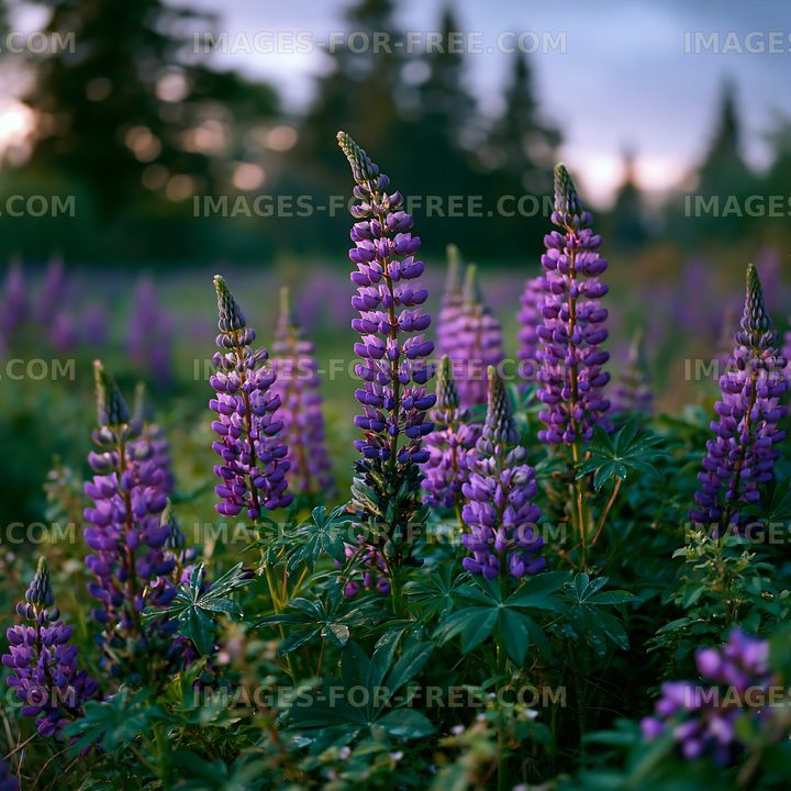 Lupin flowers blooming in a field during sunset