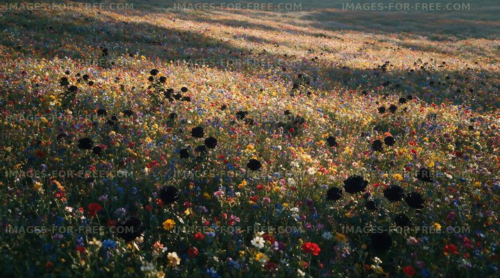 Colorful flower field during sunset in spring