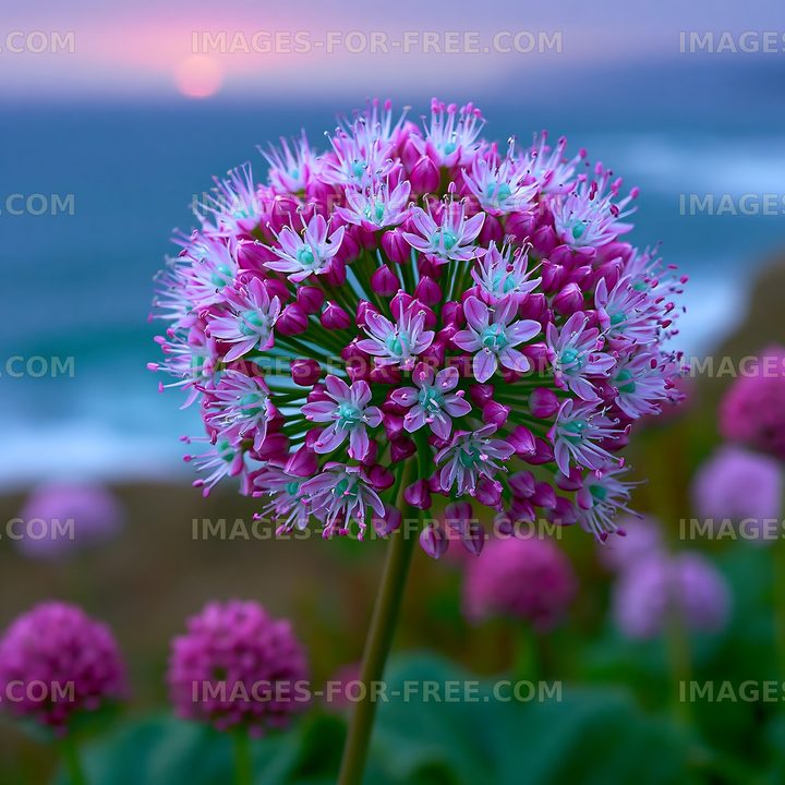 Vibrant purple flowers bloom by the ocean at sunset