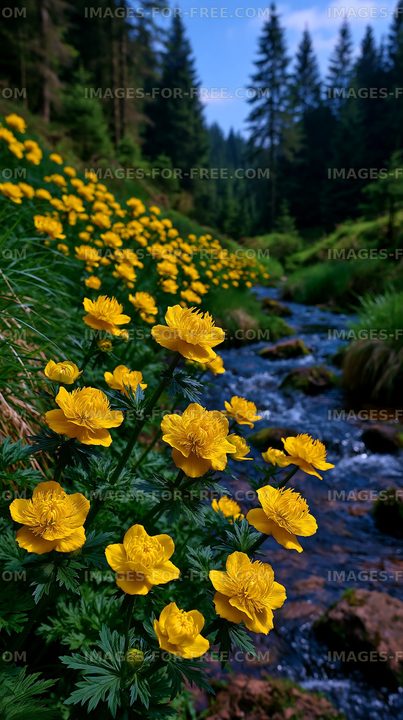 Bright yellow flowers line a small stream in a forest