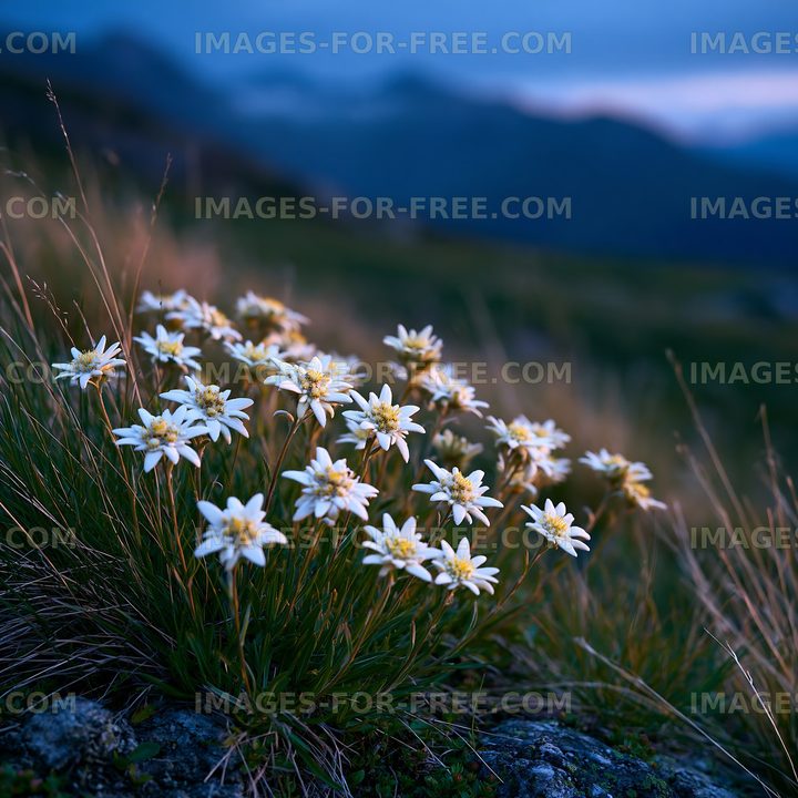 Wildflowers bloom in the mountains during twilight hours