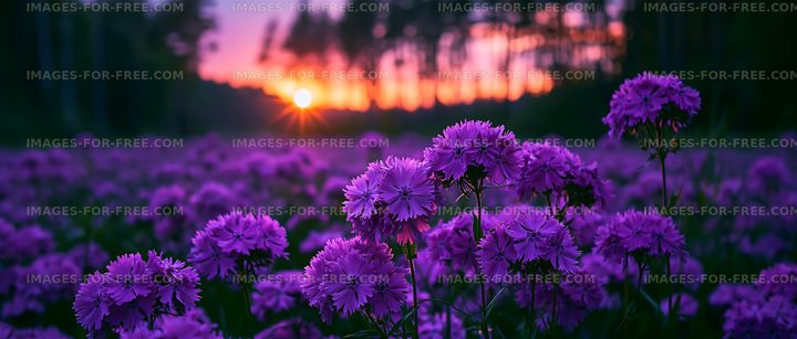 Purple flowers in a field at sunset near the forest