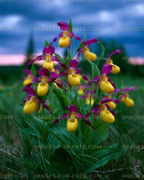 Yellow lady's slipper orchids bloom in a field at sunset