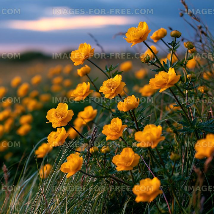 Flowers bloom in a field during sunset