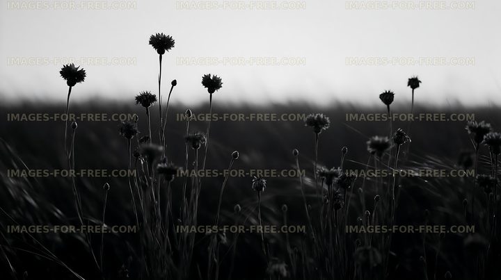 Silhouetted flowers against a dark landscape in black and white