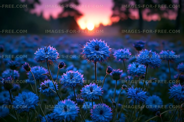 Blue flowers bloom at sunset in a field