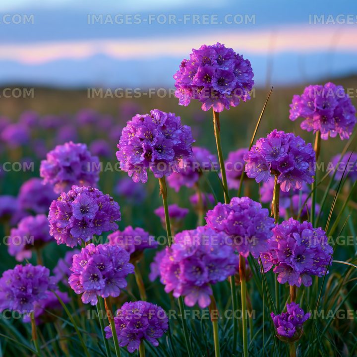 Purple flowers bloom in a field during sunset