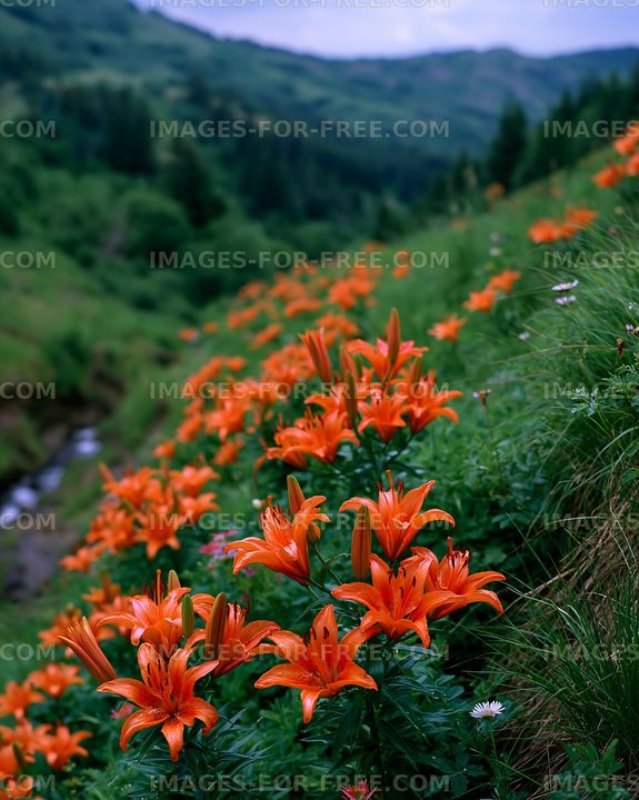 Bright orange flowers grow on a hillside near a stream in nature