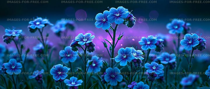 Blossoming blue flowers in twilight setting