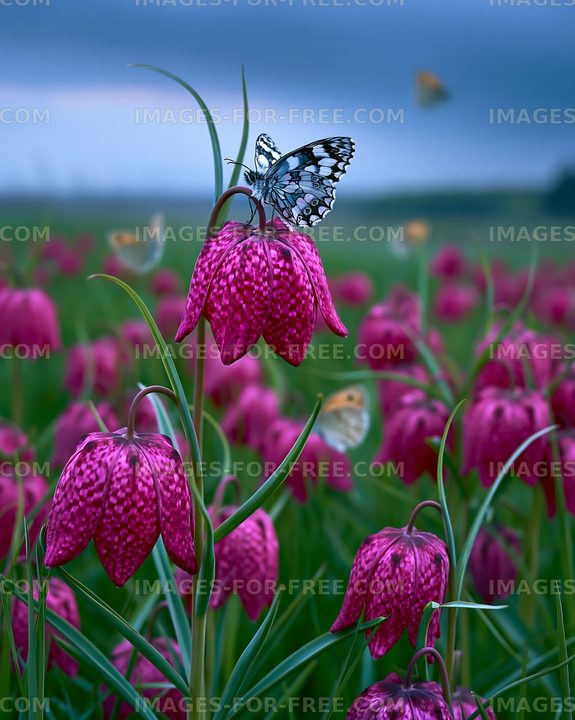 Butterfly on pink flowers in a field
