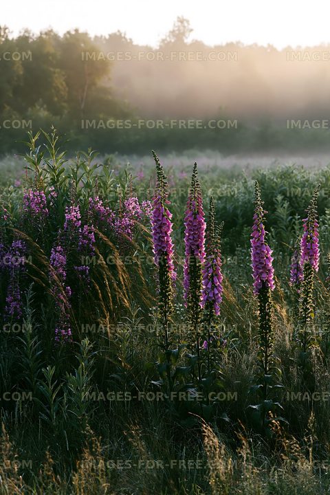 Wildflowers in a foggy field during sunrise