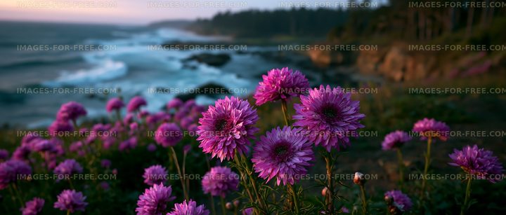 Coastal flowers near the shore at sunset