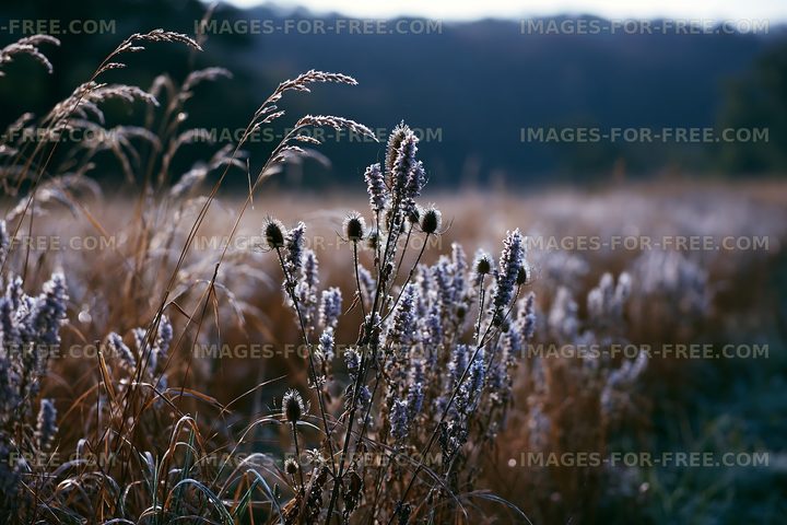 Frosted grass and thistles in a field during early morning