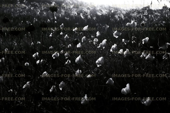 Black and white flowers in a field during sunset