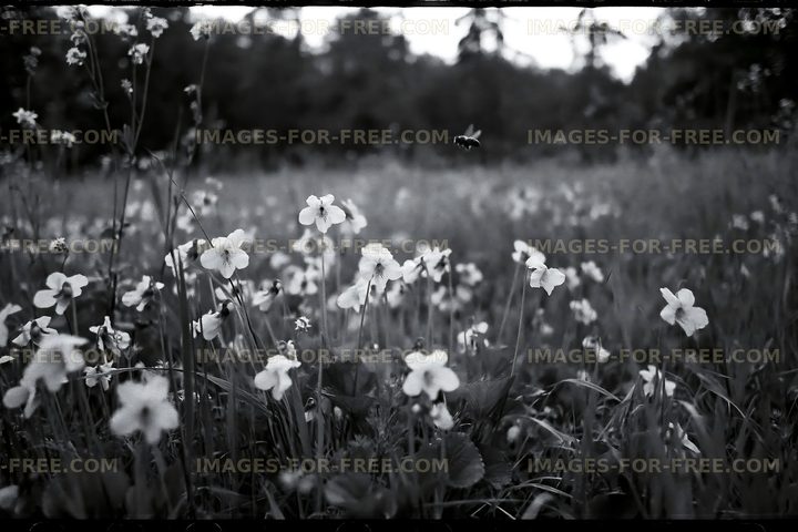 Flowers and a bee in a meadow during the day
