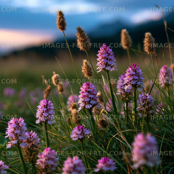 Wildflowers bloom in a meadow under a cloudy sky at sunset