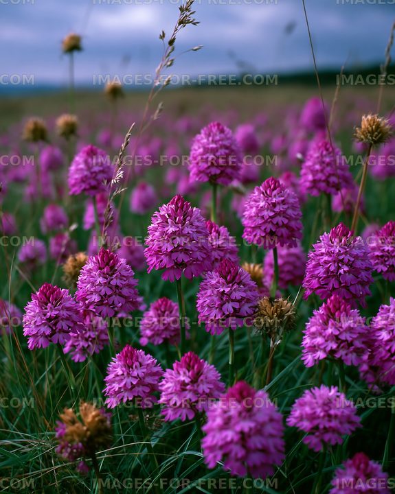 Purple flowers bloom in a green field under a cloudy sky
