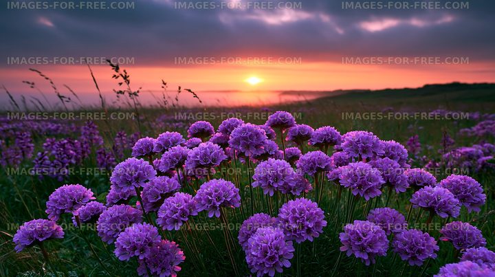 Purple flowers bloom in a field at sunset