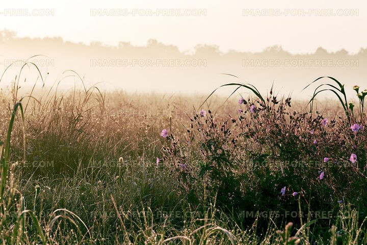 Early morning mist over a field with wildflowers