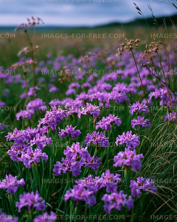 Purple flowers bloom in a field during the day