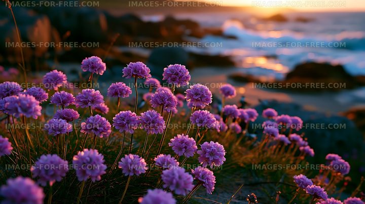 Purple flowers blooming near the ocean at sunset