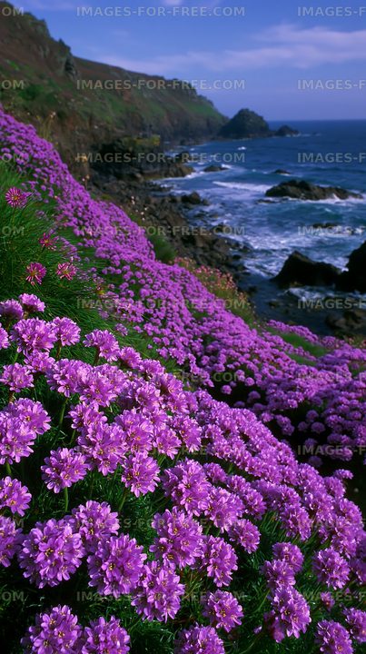 Coastal view with purple flowers and ocean waves