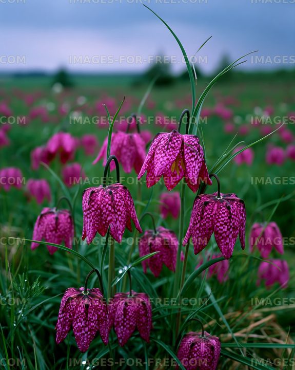 Field filled with purple flowers under a cloudy sky
