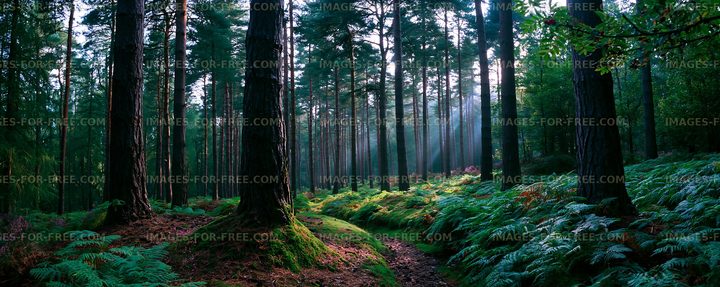 Light shining through trees in a dense forest