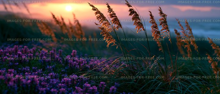 Golden grasses sway at sunset over purple flowers