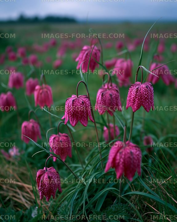 Field of blooming flowers in early morning light